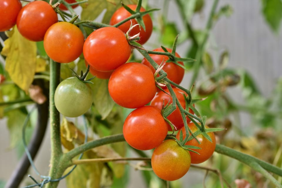 Caption foto: ilustrasi cara menanam tomat dari bijinya langsung (source: ./Pixabay/bohdanchreptak. )